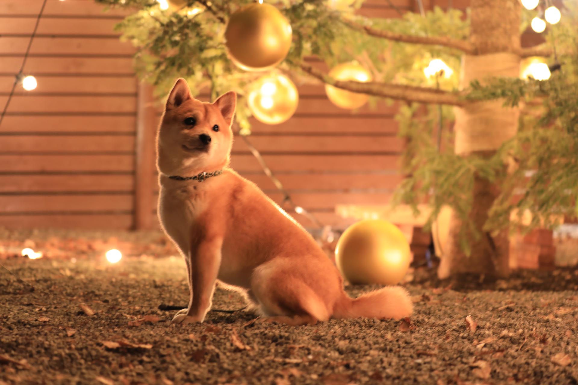 クリスマス装飾写真